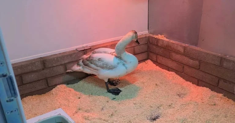 Isolation facilities a ‘game-changer’ for avian flu response – RSPCA