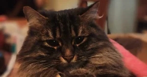 Happy ending for cat Toots after ‘horrendous’ gunshot wound