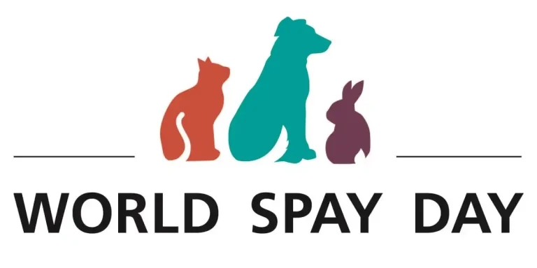 Neutering plea issued amid ‘unprecedented’ cat care need