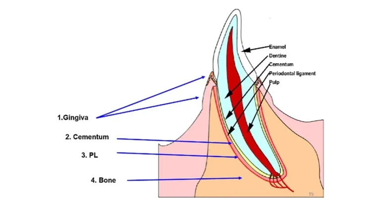 Identifying canine periodontal disease and home care options