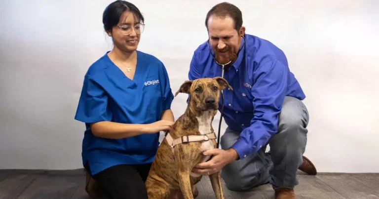 ‘Listen first’ approach for new CityVet Waxahachie practice