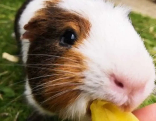 Small furries: best practice in husbandry and nursing care