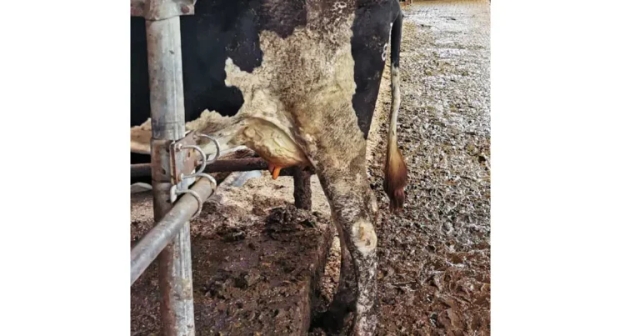 Importance of targeting cow cleanliness in mastitis control