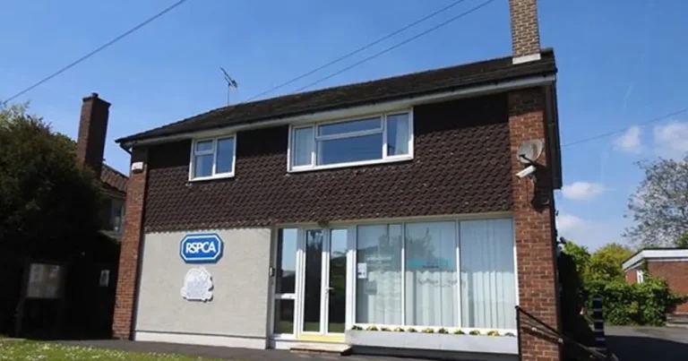 Kent cat rescue site launches £50k bid to prevent closure