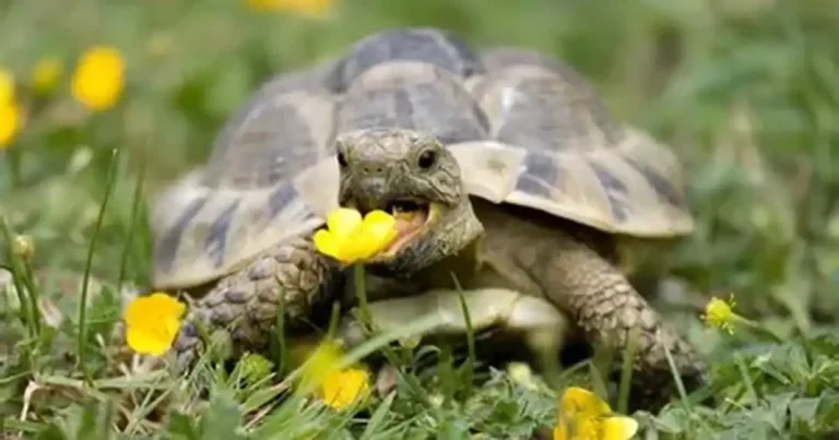 Welcome to the hotel Cali-chelonia: practice unveils tortoise ‘hibernation hotel’