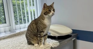 Dental work urged in chronic diarrhoea report