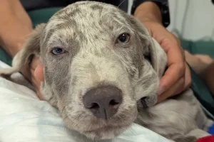 Specialists save Saltash puppy after swallowed spatula spoils snack