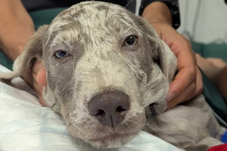 Specialists save Saltash puppy after swallowed spatula spoils snack