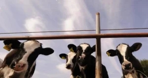 CVS celebrates ‘major’ progress in mastitis project