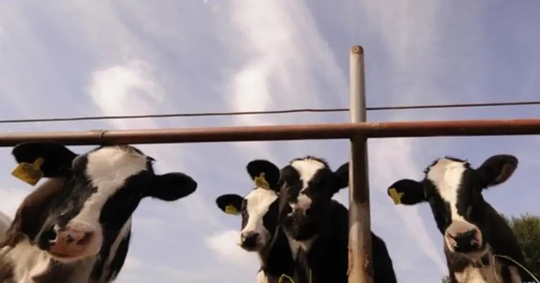 CVS celebrates ‘major’ progress in mastitis project