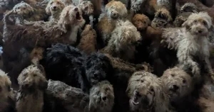 RSPCA denies AI claims as it reveals large-scale incident increase