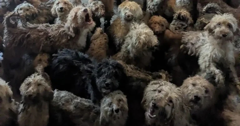 RSPCA denies AI claims as it reveals large-scale incident increase