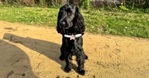 Specialist surgery puts wind back into Willow