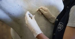 Vaccination ‘essential’ to combatting strangles – studies