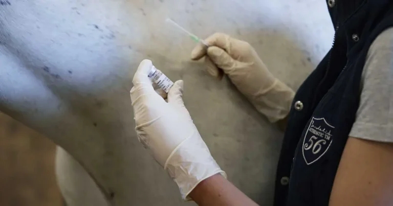 Vaccination ‘essential’ to combatting strangles – studies