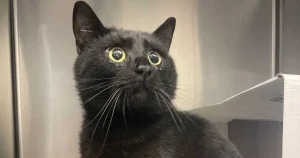 Amputation fear after cat shot twice with airgun