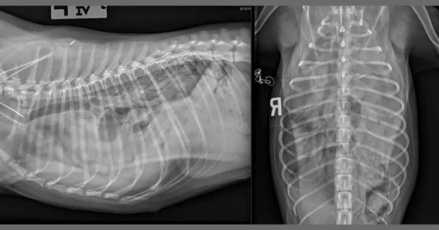 Imaging – innovations and latest thinking for general practitioners