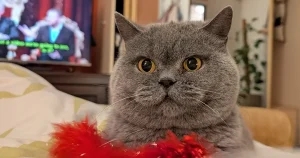 Easy breathing for Lola after vets remove rare cysts