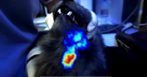 ‘Incredibly exciting’ first vet use for medical imaging camera   