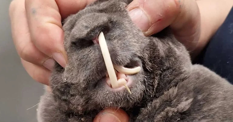 Diet warning issued as Rabbit Awareness Week begins