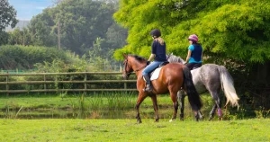Large gap in horse owner MRI awareness, warns vet