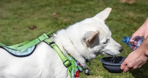 RSPCA issues pet warning ahead of ‘silent killer’ heatwave