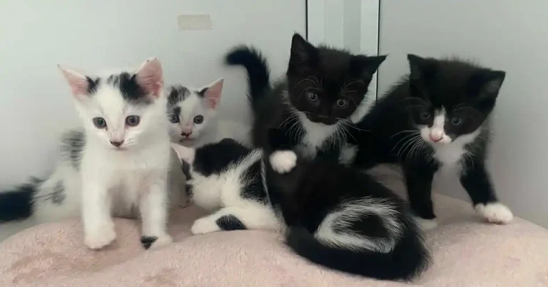 RSPCA issues cat crisis warning