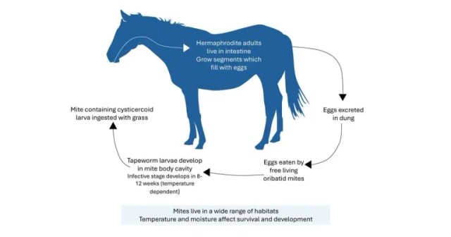 Resistance in tapeworms and controlling parasites in fields