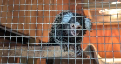 Tickets please: monkey abandoned on London bus