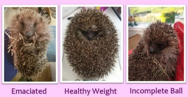 Wild hedgehogs: essential triage
