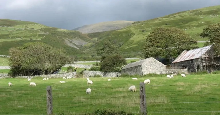BVA hits out at Welsh farm policy change