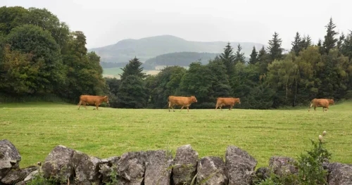 Vets urged to discuss clostridial disease