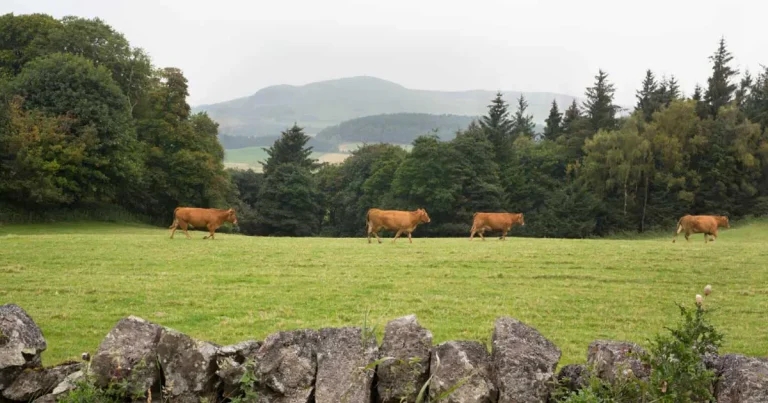 Vets urged to discuss clostridial disease