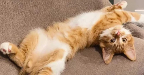 Children 6 and younger harming cats, RSPCA reveals