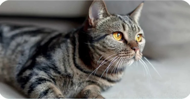 Inflammatory enteropathy or lymphoma in cats? When clinical improvement doesn’t tell the whole story