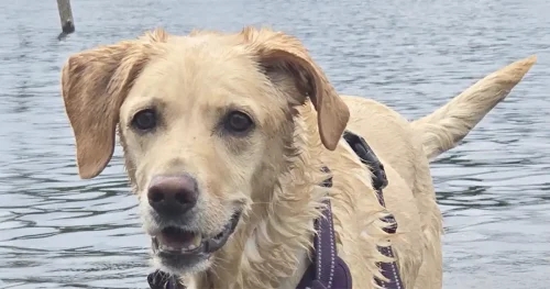 Royal (Dick) highlights ‘significant step forward’ in radiotherapy after labrador treatment