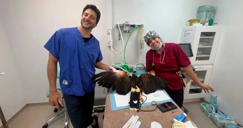 Cracking surgery as hawk lays surprise egg
