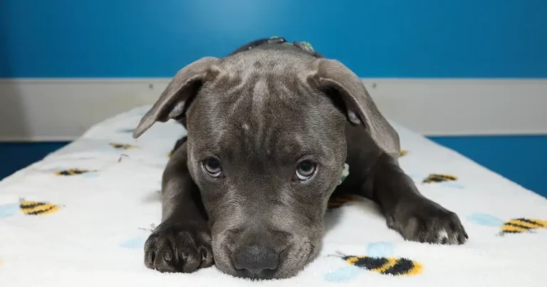 Otis in the dock after snatching owner’s earring