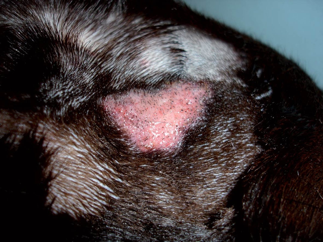 Common bacterial skin infections in dogs: recognition and treatment