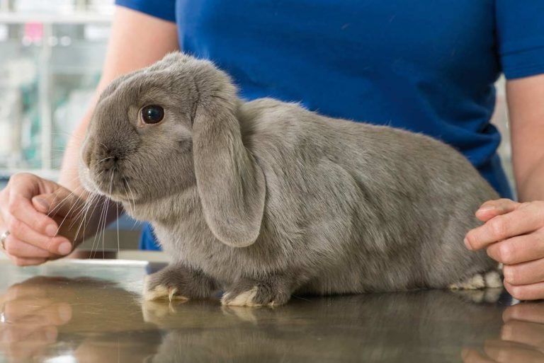 Alfaxalone use in selected exotic species – part 1