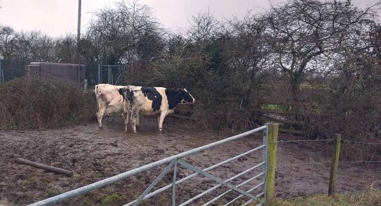 Management of pre-calving transition cows