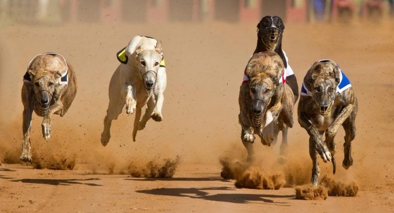 Minister aims to start Welsh greyhound racing ban consultation in 2023