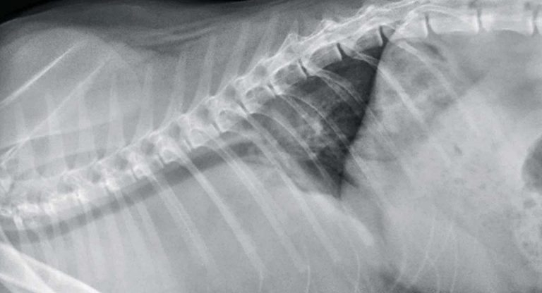 Cranial mediastinal lymphoma