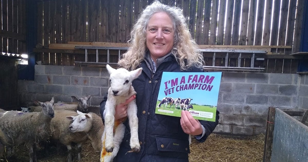 RCVS Knowledge leads collaboration to support farm antibiotic stewardship