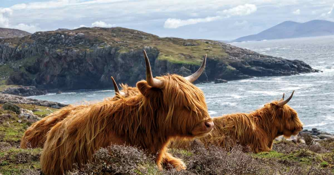 Practice Profile: Bute and Cowal Vets