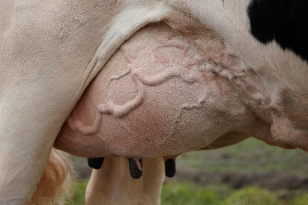 Practical advice on improving the outcome of mastitis treatment
