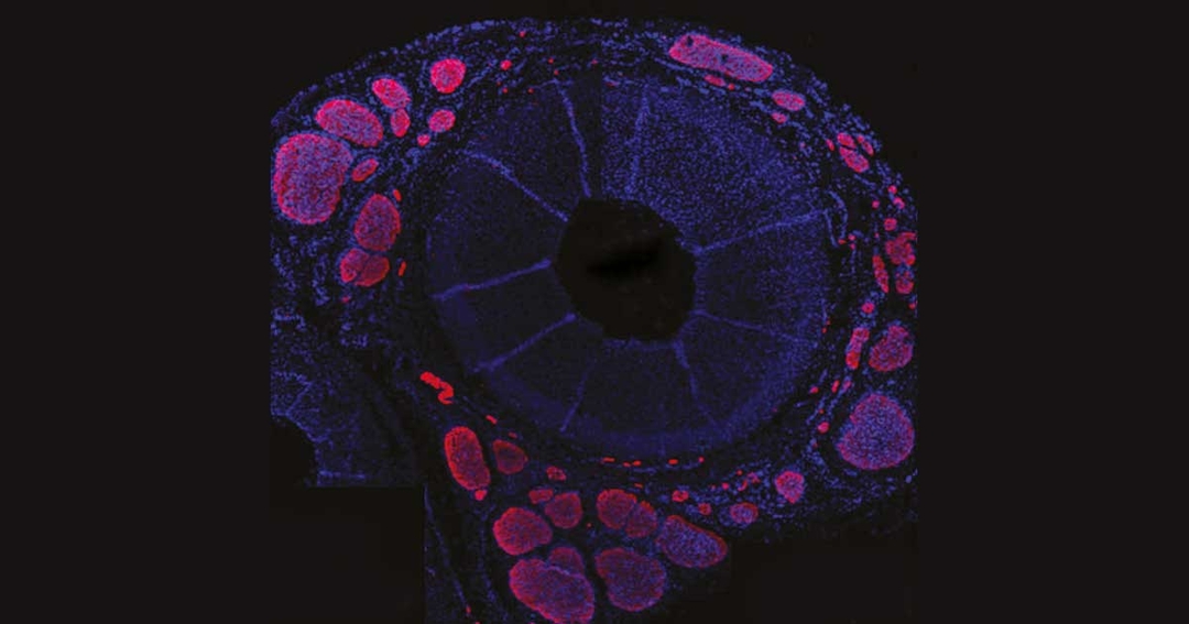 RVC involved in research into human inflammatory conditions