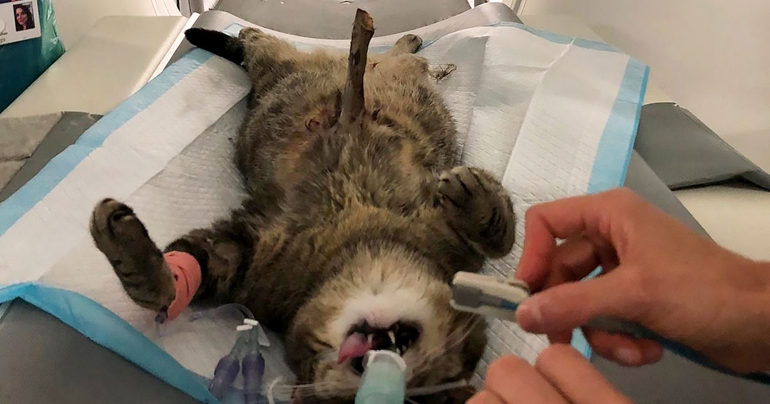 Bella doner: vets save cat skewered by a stick