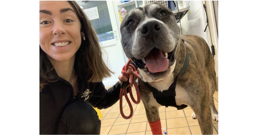 IVC Evidensia launches postgraduate apprenticeship scheme