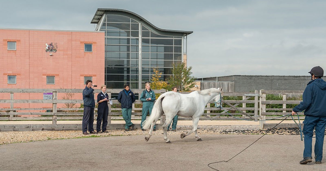 RVC, Penn Vet and Mars Equestrian launch equine research scholarship
